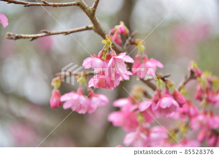 Scarlet Sakura 2022 85528376