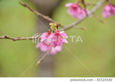 猩紅櫻花2022 85528380