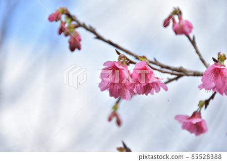 Scarlet Sakura 2022 85528388