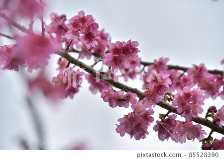 Scarlet Sakura 2022 85528390