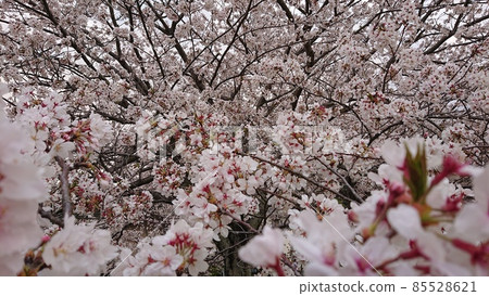 櫻花盛開 櫻花盛開 85528621