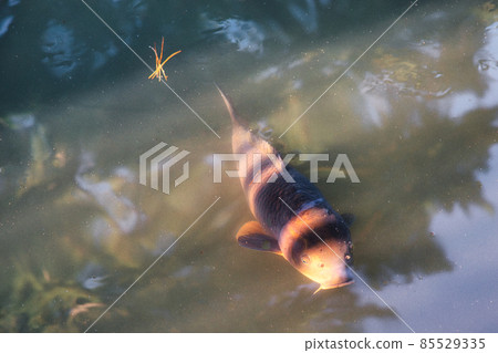 A big carp that swims leisurely in a big pond 85529335