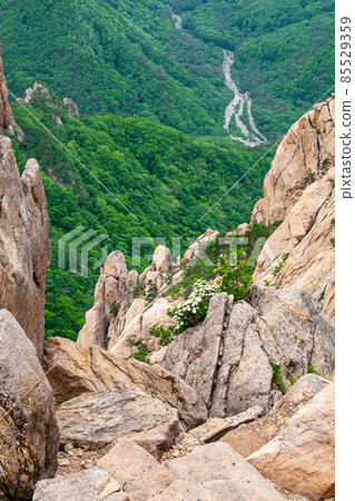 Wildflowers of Gwongeumseong, Mt. Seorak, Gangwon-do Wildflowers of Gwongeumseong, Mt. Seorak, Gangwon-do 85529359