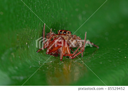 Small Pantropical Jumping Spider preying on a Red House Spider Small Pantropical Jumping Spider preying on a Red House Spider 85529452
