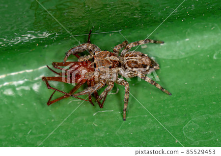 Small Pantropical Jumping Spider preying on a Red House Spider 85529453