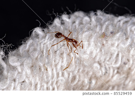 Adult Fire Ant 85529459