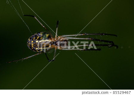 Small Orchard Spider Small Orchard Spider 85529467