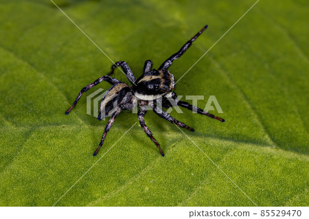 Small Jumping Spider Small Jumping Spider 85529470