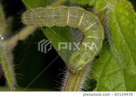 small moth caterpillar 85529476