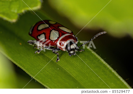 Adult Flea Beetle 85529477