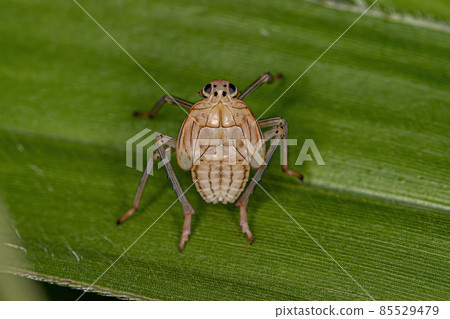 Dictyopharid Planthopper Insect Nymph Dictyopharid Planthopper Insect Nymph 85529479