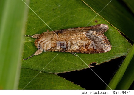 Male Adult Moth Male Adult Moth 85529485