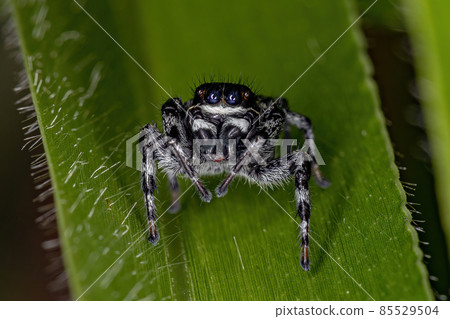 Small Jumping Spider Small Jumping Spider 85529504