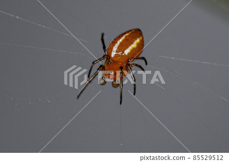 Adult Typical Orbweaver Spider Adult Typical Orbweaver Spider 85529512