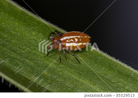 Adult Typical Orbweaver Spider Adult Typical Orbweaver Spider 85529513