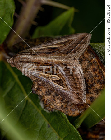 Adult Brown Moth Adult Brown Moth 85529514