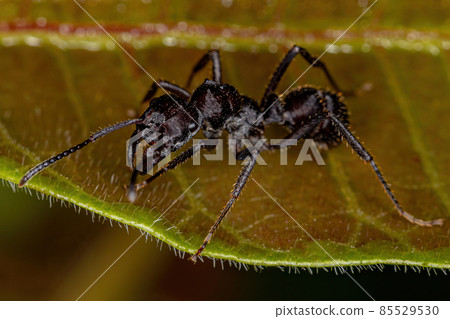 Adult Female Ectatommine Ant Adult Female Ectatommine Ant 85529530