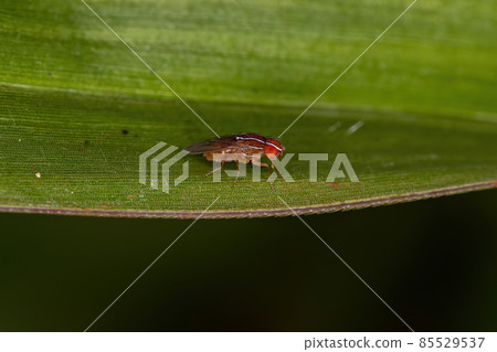 Adult African Fig Fly 85529537