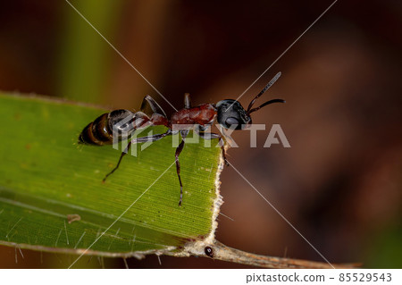 Adult Female Twig Ant Adult Female Twig Ant 85529543