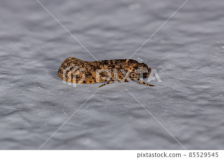 Small Adult Moth Small Adult Moth 85529545