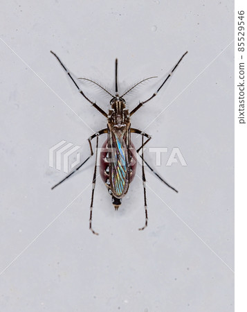 Adult Female Yellow Fever Mosquito Adult Female Yellow Fever Mosquito 85529546