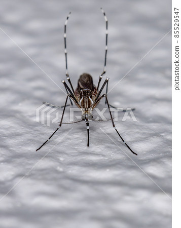 Adult Female Yellow Fever Mosquito 85529547