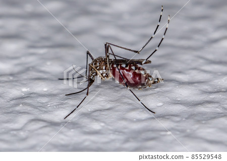 Adult Female Yellow Fever Mosquito Adult Female Yellow Fever Mosquito 85529548