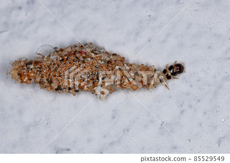 Small caterpillar cloth moth Small caterpillar cloth moth 85529549