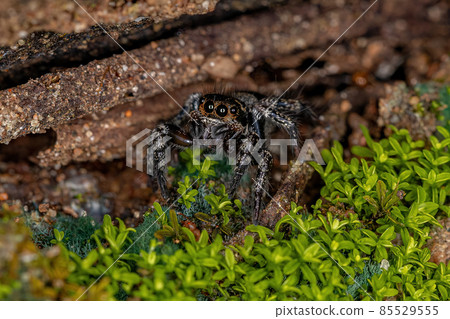 Small jumping spider 85529555