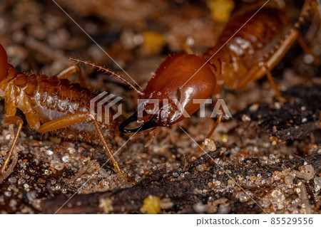 Adult Jawsnouted Termite 85529556
