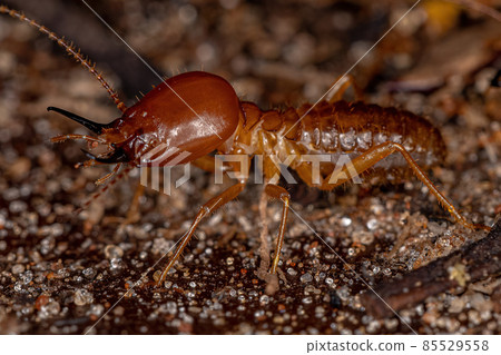 Adult Jawsnouted Termite 85529558