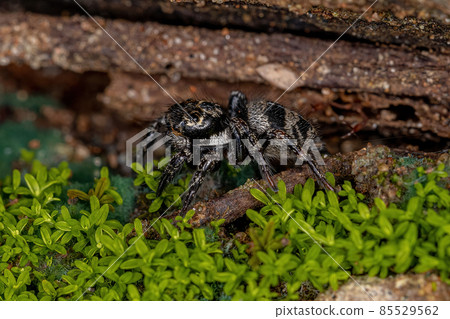 Small jumping spider 85529562