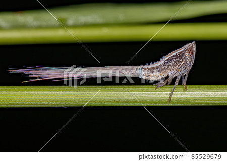 Adult Green Planthopper Insect Adult Green Planthopper Insect 85529679