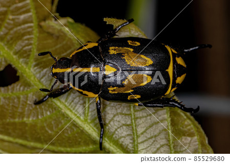 Adult Shining Leaf Chafer Beetle 85529680