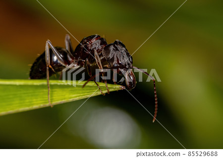 Adult Female Trap-jaw Queen Ant Adult Female Trap-jaw Queen Ant 85529688