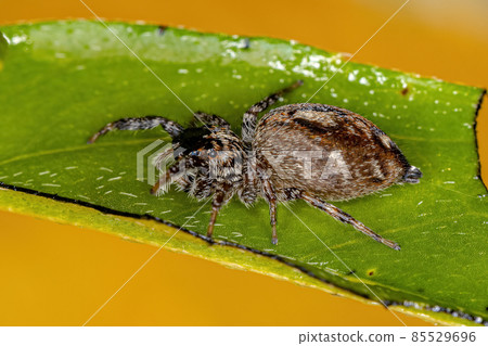 Adult Female Jumping Spider 85529696