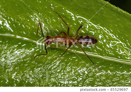 Adult Female Carpenter Ant 85529697
