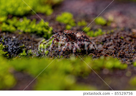 Small Jumping spider 85529756