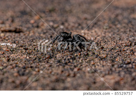 Small jumping spider 85529757