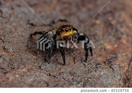 Male adult jumping spider 85529758