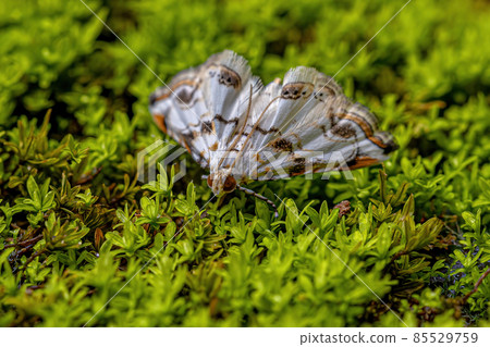 Adult Crambid Moth 85529759