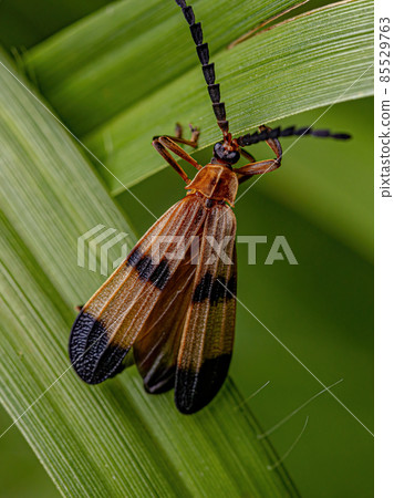 Adult Net-winged Beetle Adult Net-winged Beetle 85529763