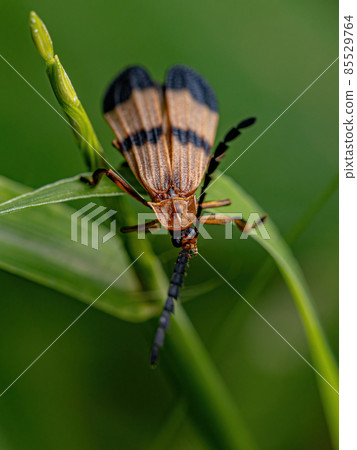 Adult Net-winged Beetle Adult Net-winged Beetle 85529764