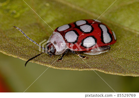 Adult Flea Beetle 85529769