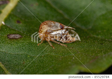Adult Buffalo Treehopper 85529784