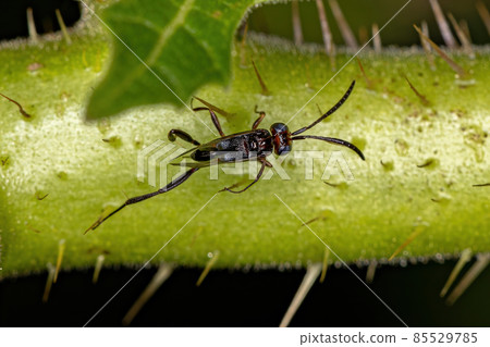 Adult Ensign Wasp Adult Ensign Wasp 85529785