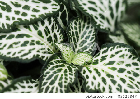White and green fittonia 85529847