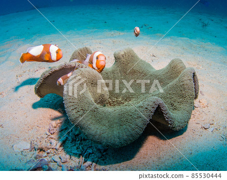 水下照片(小丑魚) 水下照片(小丑魚) 85530444