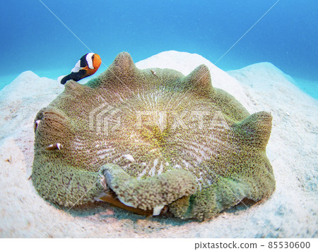 水下照片(小丑魚) 水下照片(小丑魚) 85530600