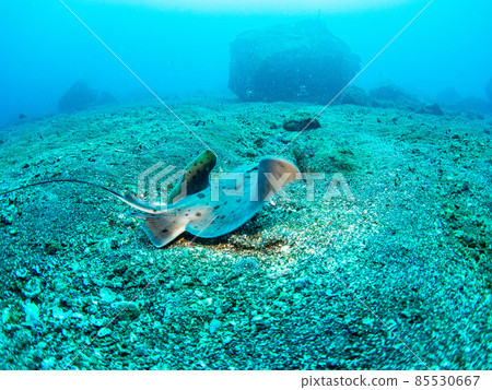 Underwater photography (stingrays) 85530667